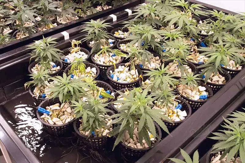 Seeds Germination for Hydroponic