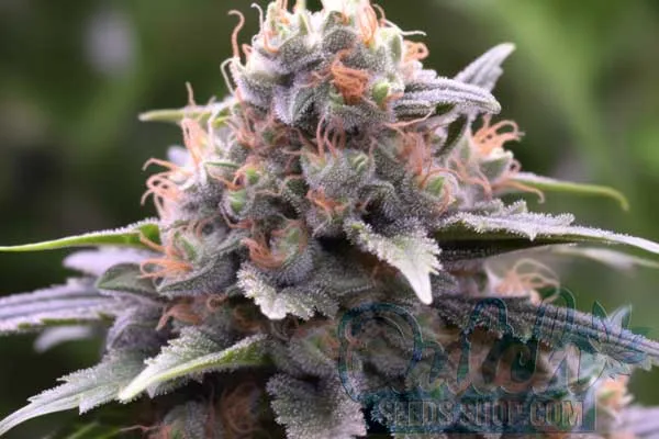 Shishkaberry Strain Origin