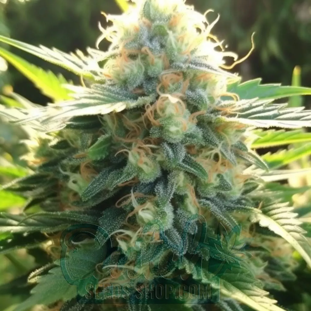 Buy Silver Pearl Feminized Cannabis Seeds For Sale - DSS