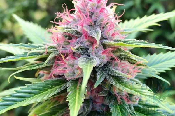 Skunk Red Hair Strain Origin