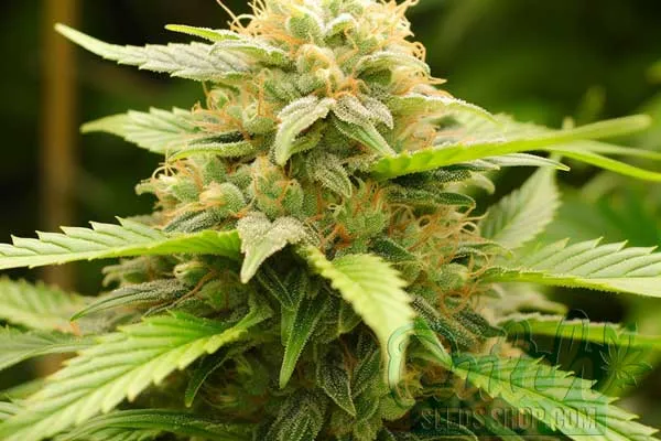 Skunk Special Strain Origin