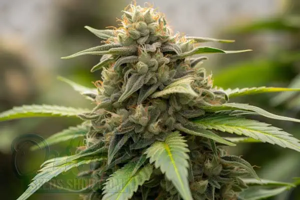 Skywalker OG Auto Strain Origin