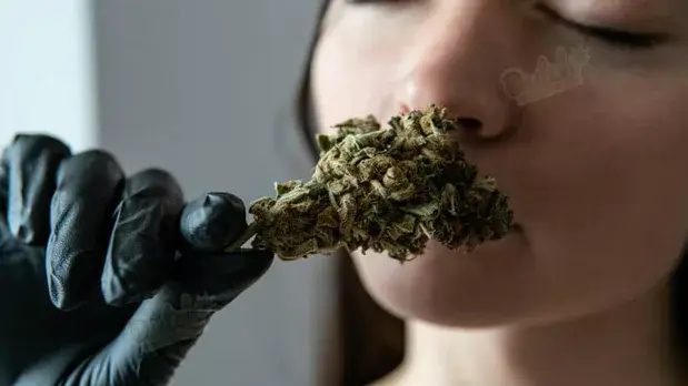 Smell And Taste Of Blueberry Autoflower Cannabis