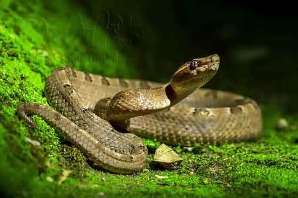 Snakes and Alcohol