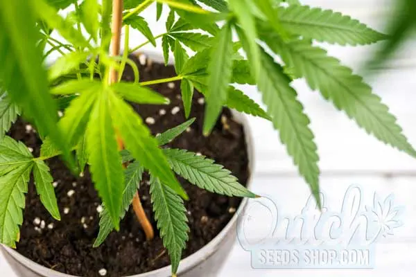 Soil Products for Different Cultivation Methods