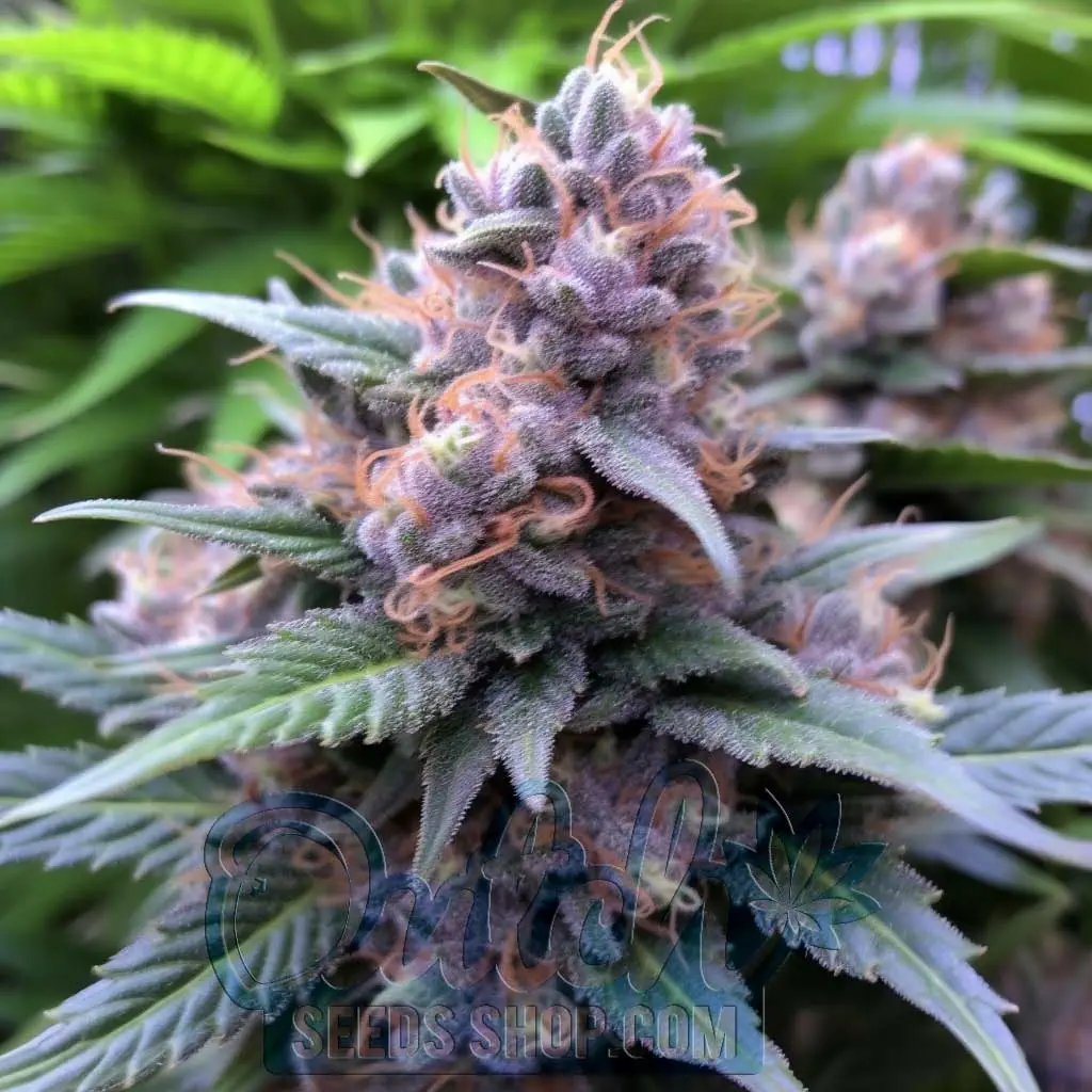 Buy Somango Feminized Cannabis Seeds For Sale Online - DSS