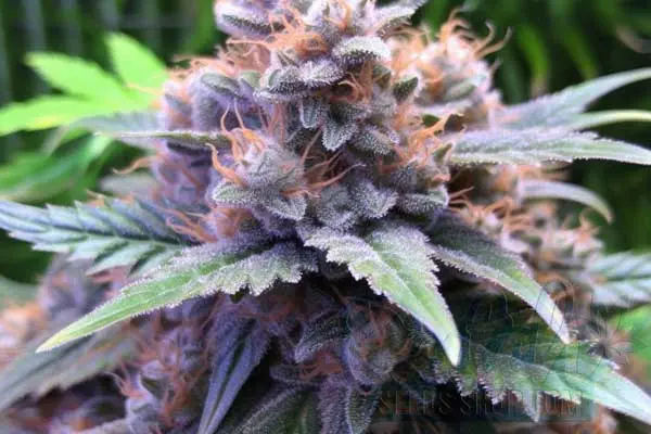 Somango Strain Origin