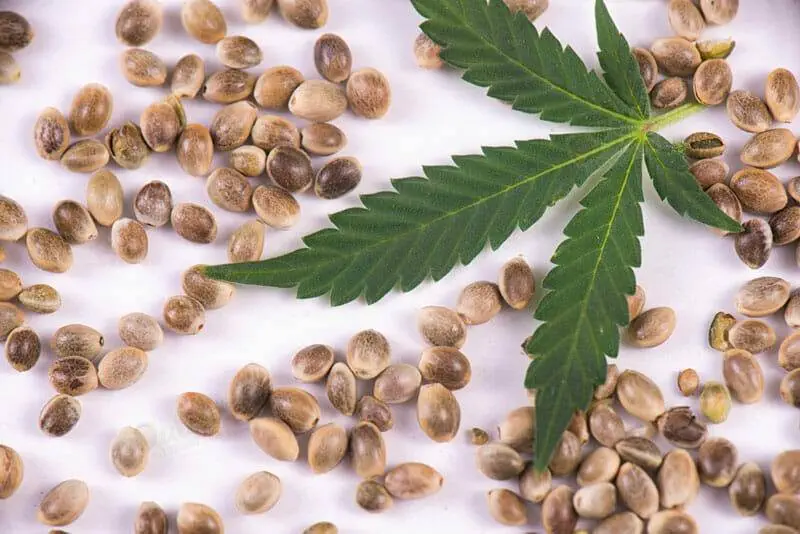 Sour Diesel Auto Seeds