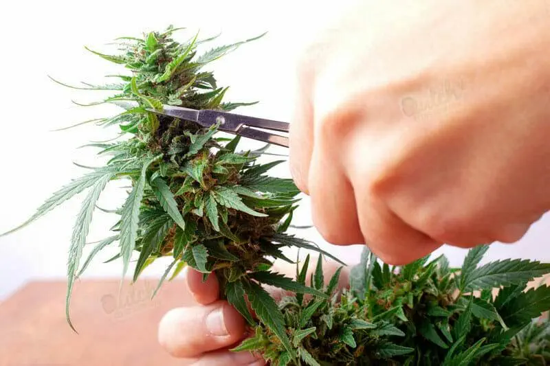 Sour Diesel Growing Guide
