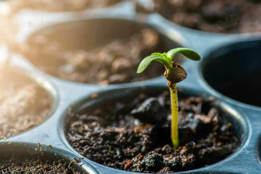 Sour Diesel Seedling Stage