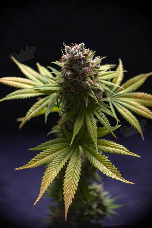 Sour Diesel Strains Ready To Harvest Pictures