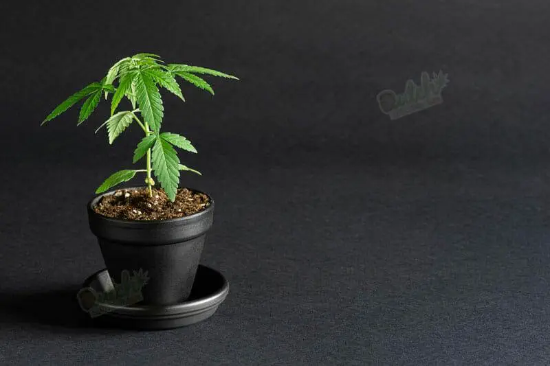 Sour Diesel Vegetative Stage