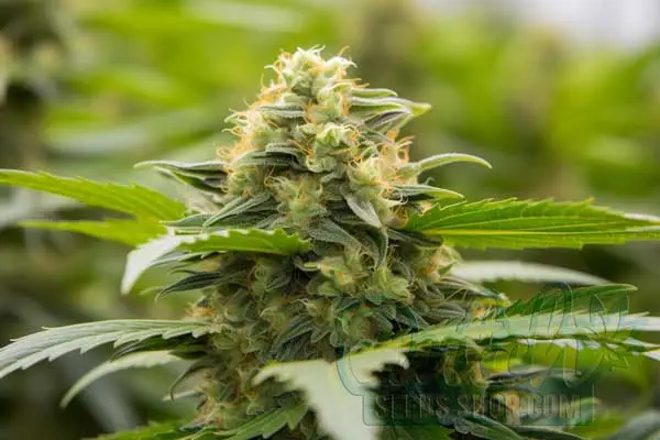 Sour Diesel Weed Effects