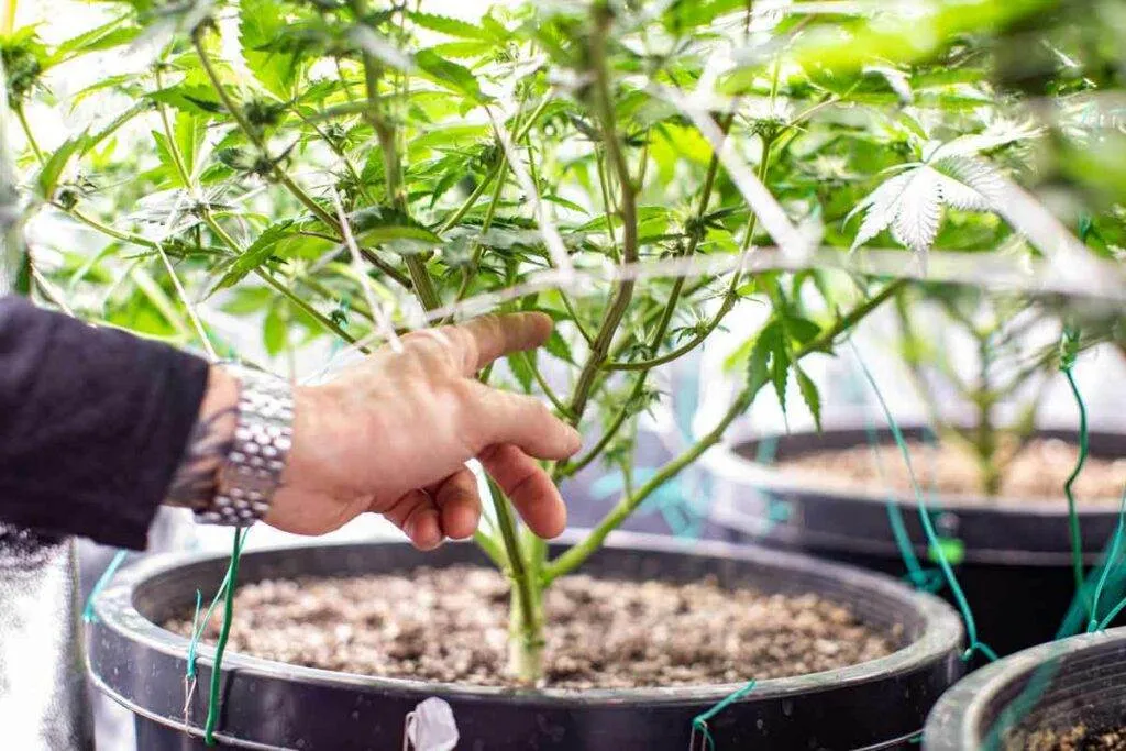 Specific Types of ScrOG Growings