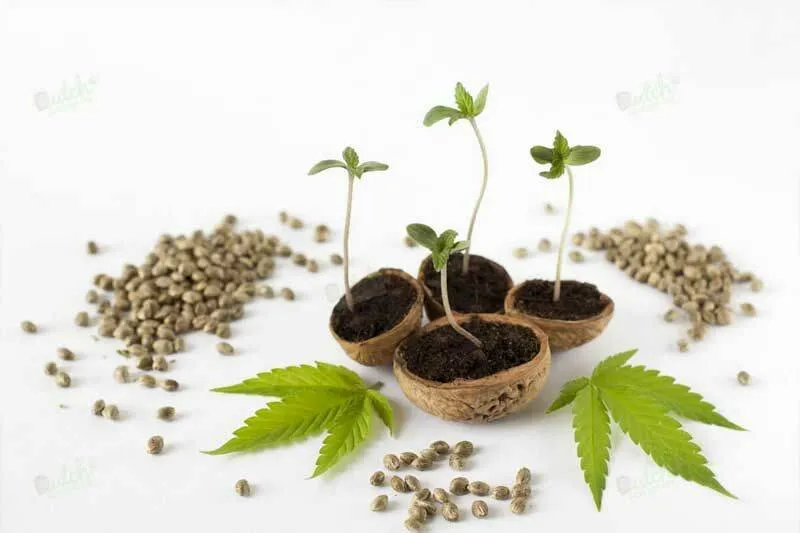 Stages: Life Cycle from Germination to Harvest