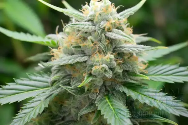Stardawg Strain Origin