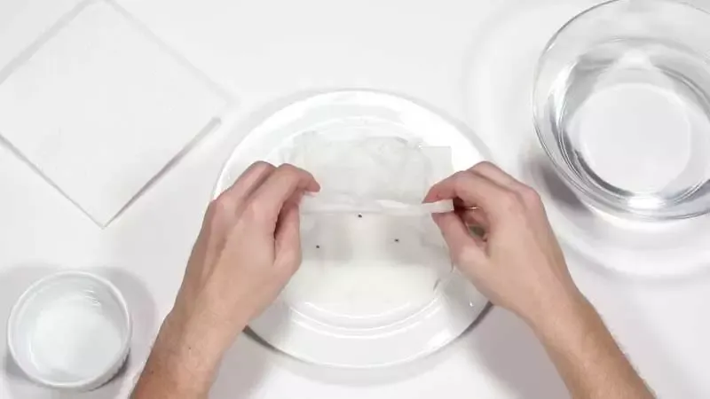 Step 3 Hydrate & Sow