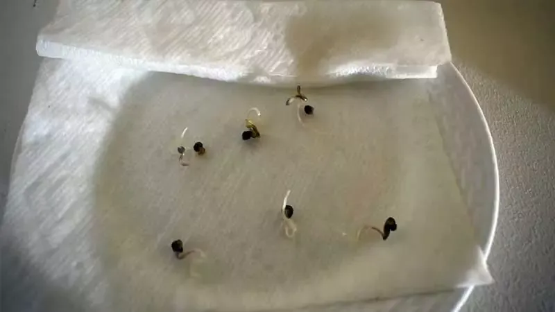 Step 7 Keep a Watchful Eye on Your Seeds, Day by Day