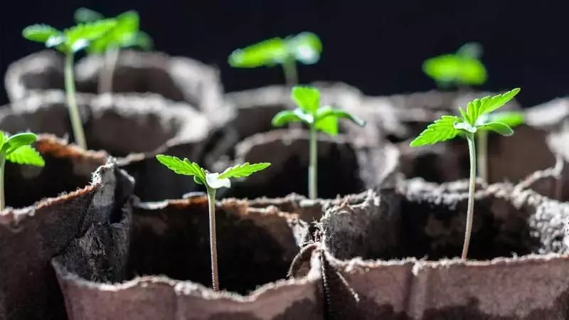 Step 8 Transplanting Germinated Seeds into Thriving Seedlings