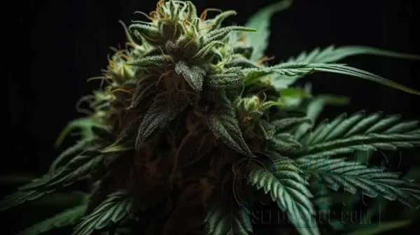 Strain Helps With