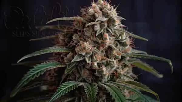 Strain Helps With