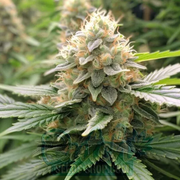 Strawberry Cough Feminized Seeds
