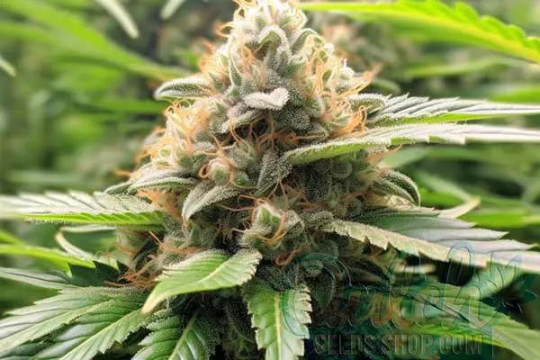 Strawberry Cough Strain Origin
