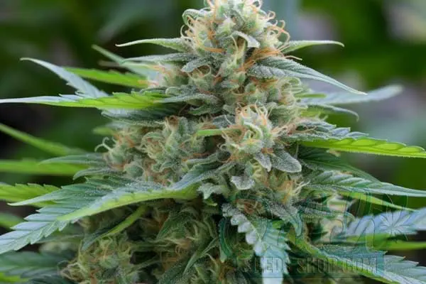 Strawberry Diesel Strain Origin
