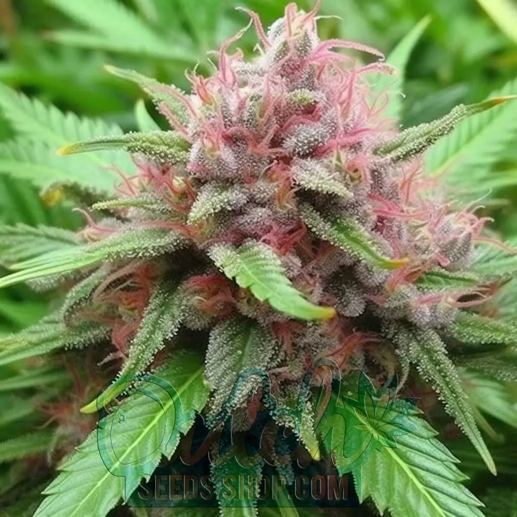 Buy Strawberry Kush Feminized Cannabis Seeds For Sale - DSS
