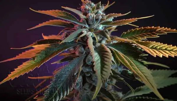 Strongest Indica Strain Purple Punch