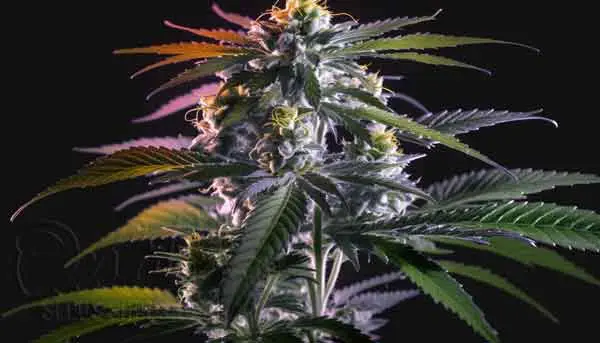 Strongest Indica Strains of all time Granddaddy Purple