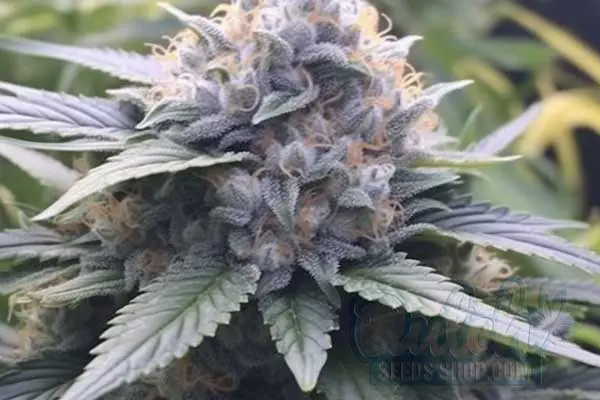Sugar Black Rose Strain Origin