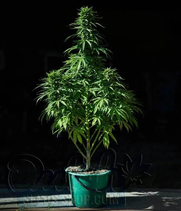 Suitability for Novice Growers