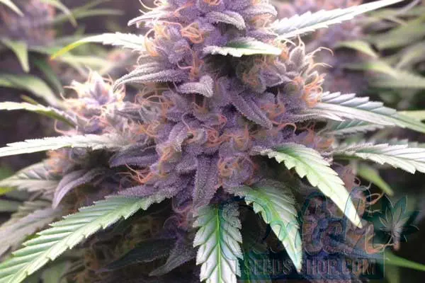 Sunset Sherbet Strain Origin