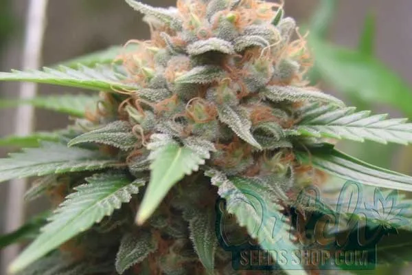 Super Glue Strain Origin