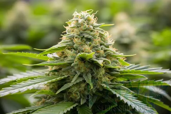 Super Lemon Haze Weed Effects
