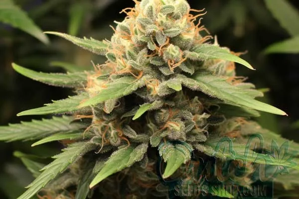 Super Silver Haze Strain Origin