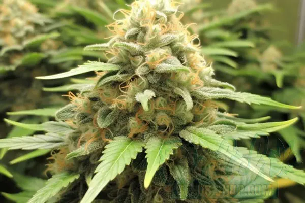 Super Silver Haze XTRM Strain Origin