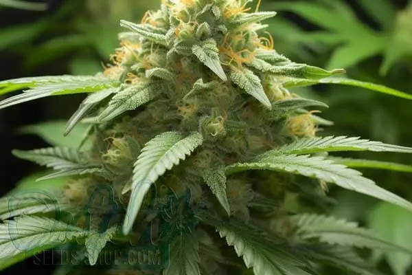 Super Skunk Autoflower Strain Origin