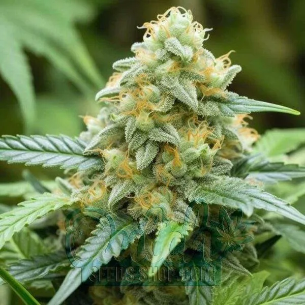 Super Skunk Feminized Seeds