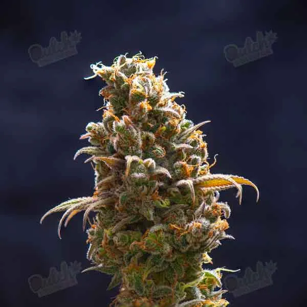 Super Sour Diesel Autoflower Seed