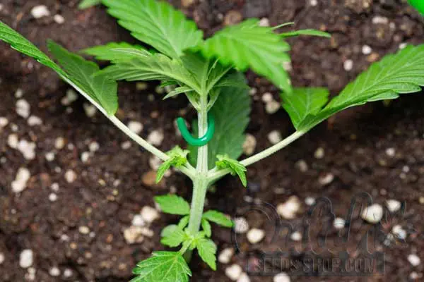 Supporting Super Cropped Branches