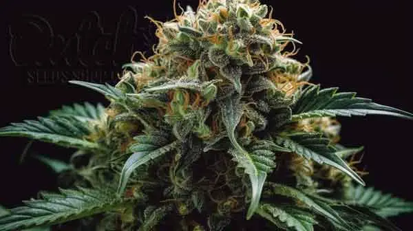 Sweet Tooth Strain Helps With
