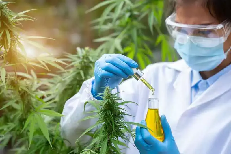 THC And CBD Levels Of Auto Strains