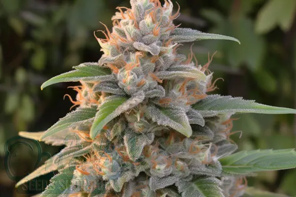 THC Bomb Strain Origin