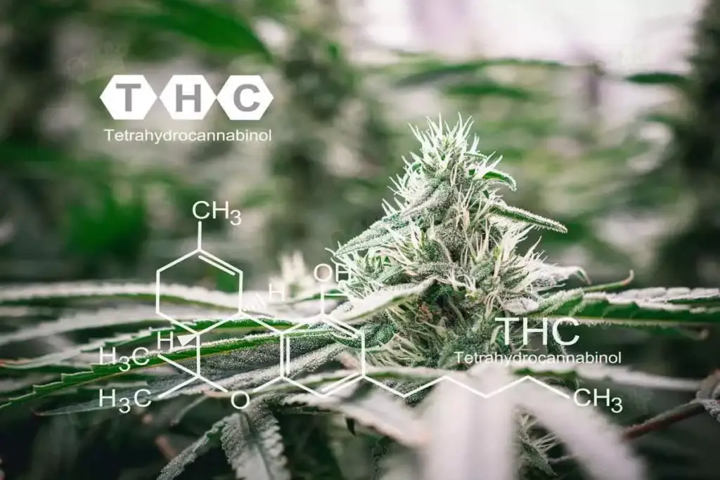 THC Content