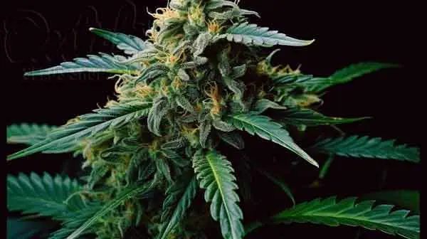 THC and CBD levels