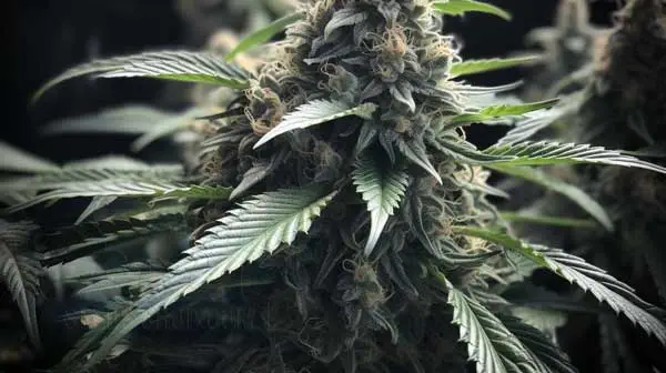 THC and CBD levels