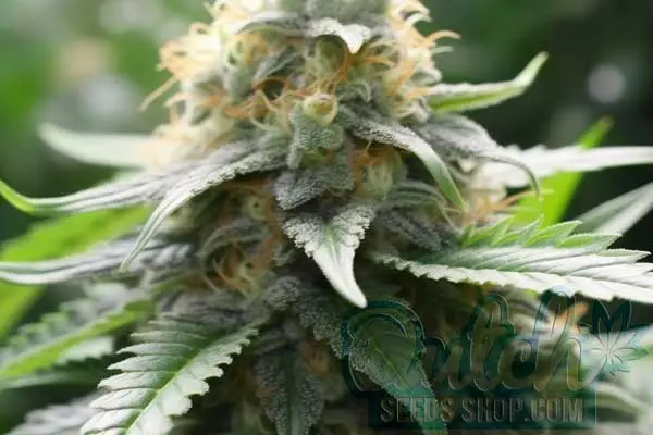 Tahoe OG Strain Origin