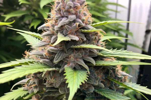 Tangerine Haze Strain Origin